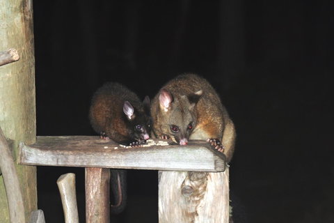 Cradle Mountain Love Shack - Brisbane Tourism 14