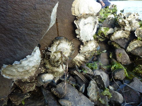 Oyster Shack - Tourism Brisbane 3