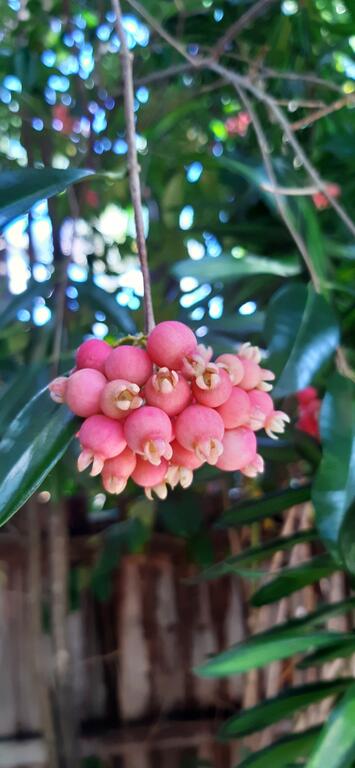 Paradise Travellers Rest - Brisbane Tourism 0