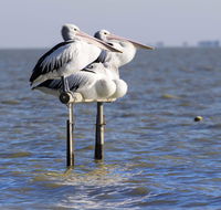Pelican Perch Retreat - Tourism Brisbane