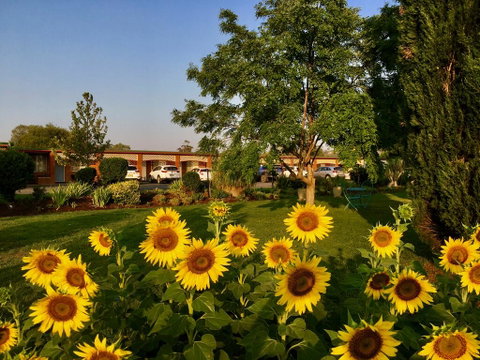 Quirindi Sunflower Motor Inn - Brisbane Tourism 0