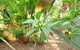 Rainforest Cottage Cairns - thumb 0