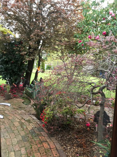 Stony Rise Cottage B&B - Brisbane Tourism 1