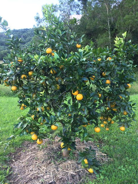 Terania Creek Farmstay - Brisbane Tourism 2