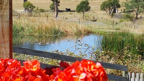 Hazelcreek Cottages - Brisbane Tourism 11
