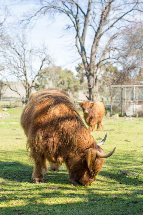Ratho Farm - Tourism Brisbane 4