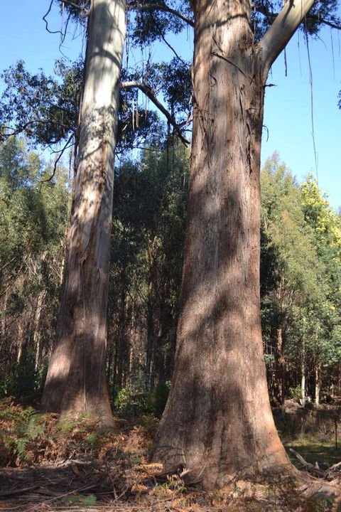 Whispering Spirit Holiday Cottages & Mini Ponies - Tourism Brisbane 4