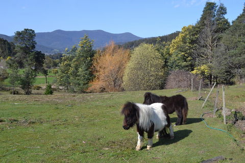 Whispering Spirit Holiday Cottages & Mini Ponies - Tourism Brisbane 13