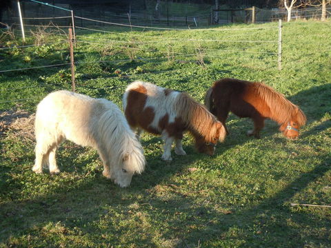 Whispering Spirit Holiday Cottages & Mini Ponies - Tourism Brisbane 15