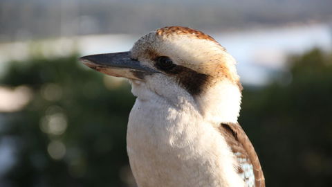 BAY OF FIRES ECO HUT Off Grid Experience At Binalong Bay - Tourism Brisbane 19
