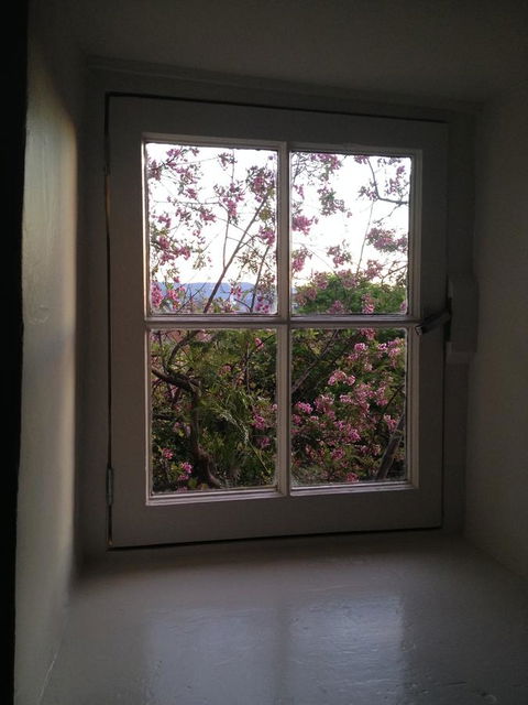Blue Magnolia - Tourism Brisbane 36