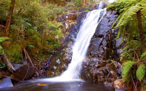 Marysville Caravan And Holiday Park - Tourism Brisbane 32