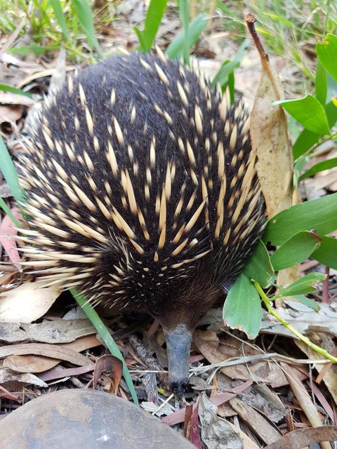 The Nature Resort Villas - Brisbane Tourism 14