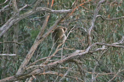 Tangenong Cottages - Brisbane Tourism 8
