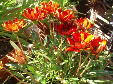 Aloha Ha Phillip Island - Tourism Brisbane 25