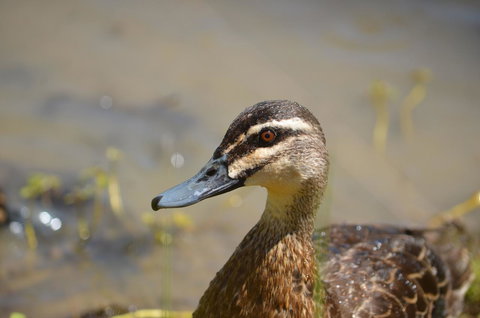 Tasman Holiday Parks - Merool On The Murray - Tourism Brisbane 42