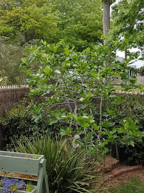 Healesville House - Fig Tree House - Tourism Brisbane 20
