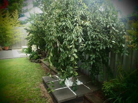 Azen Haven - Tourism Brisbane 12