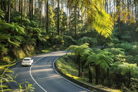 Lithgow Falls Marysville - Tourism Brisbane 15