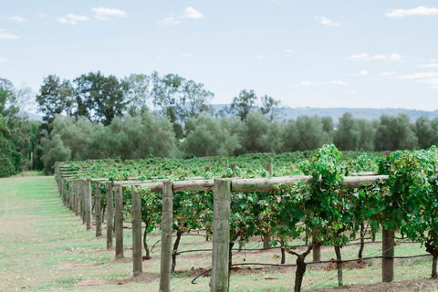 Tranquil Vale Vineyard - Tourism Brisbane 2