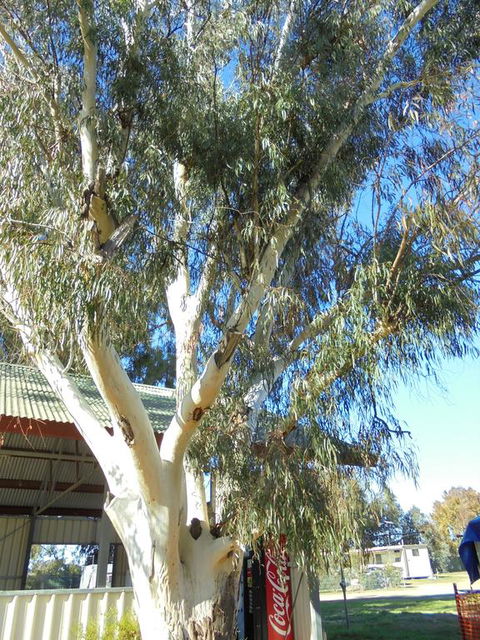 Wagga Wagga Tourist Park - Brisbane Tourism 2