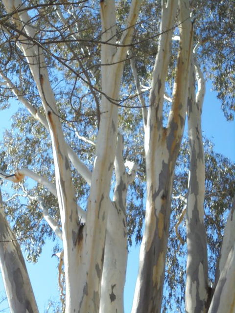 Wagga Wagga Tourist Park - Brisbane Tourism 3