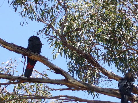 Wanderers Rest Of Kangaroo Island - Tourism Brisbane 2