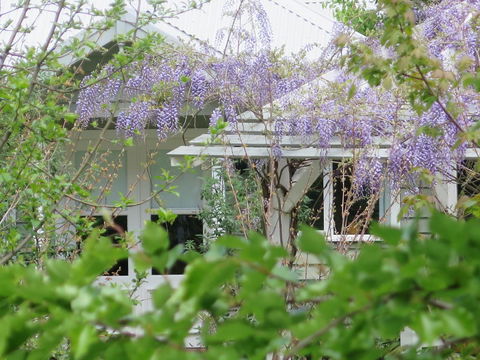 Amelina Cottages - Brisbane Tourism 5