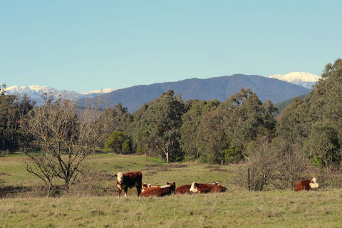 3 Bells Alpine Cottage - Brisbane Tourism 21
