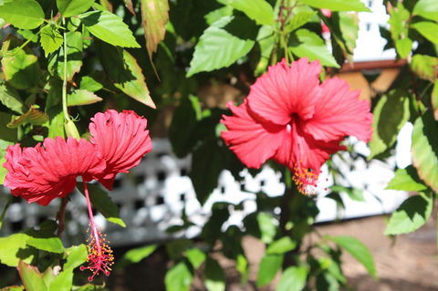 Amaroo On Mandalay, Magnetic Island - Brisbane Tourism 35