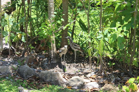 Amaroo On Mandalay, Magnetic Island - Brisbane Tourism 40