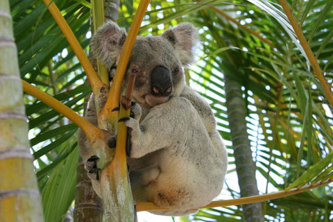 Amaroo On Mandalay, Magnetic Island - Brisbane Tourism 44