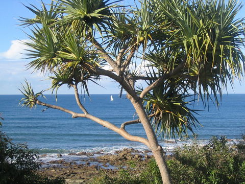 Headland Tropicana Resort - Tourism Brisbane 39
