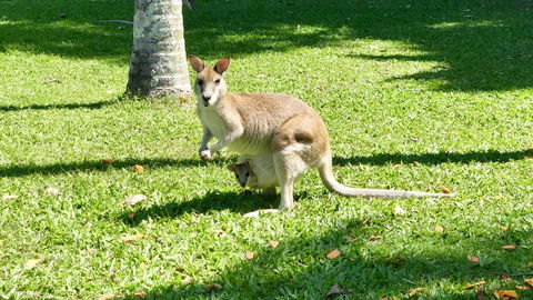 Argosy On The Beach - Tourism Brisbane 14