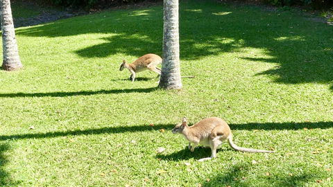 Argosy On The Beach - Tourism Brisbane 15