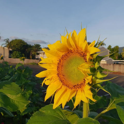 Palm Royale Cairns - Brisbane Tourism 4