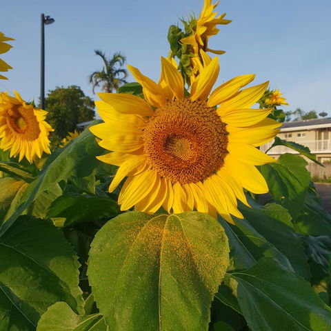 Palm Royale Cairns - Brisbane Tourism 1