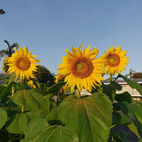 Palm Royale Cairns - Brisbane Tourism 3