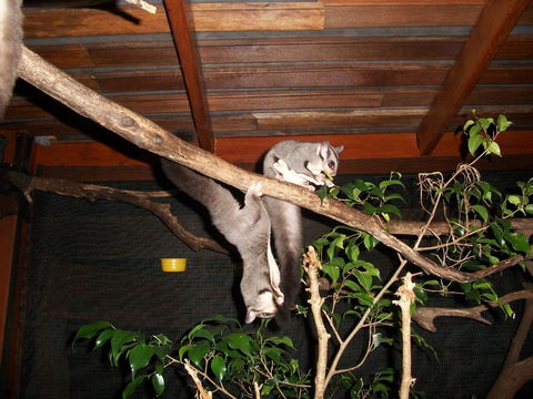 Forest Lodge: Little Villa - Tourism Brisbane 1