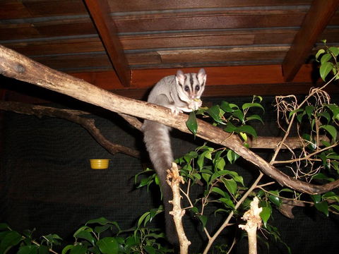 Forest Lodge: Little Villa - Tourism Brisbane 18