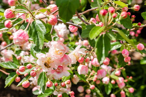 Apple Blossom Cottages - Brisbane Tourism 3