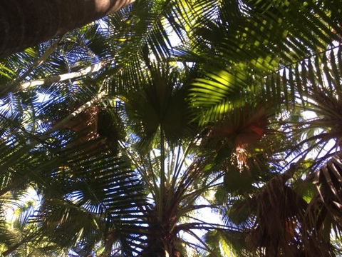 Casuarina - Tourism Brisbane 11