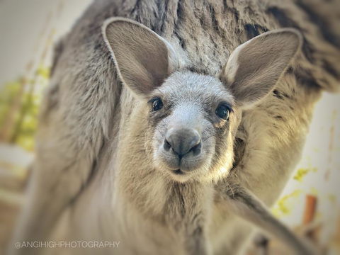 Woodbine Park Eco Cabins - Brisbane Tourism 1