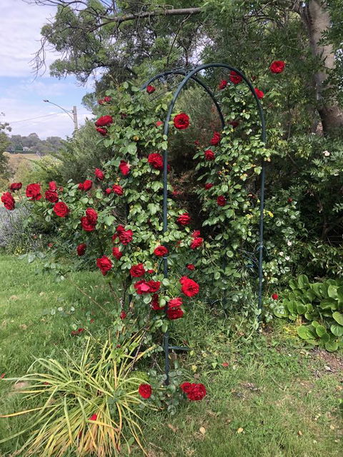 Zen Garde - Brisbane 4u 2