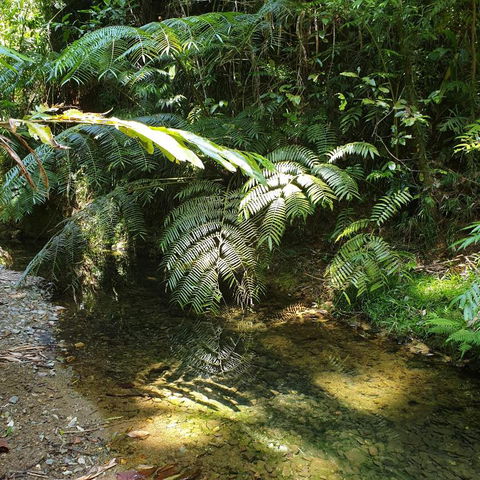 A Daintree Garden - Brisbane Tourism 4