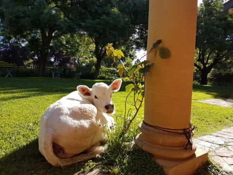 AL RU Farm - Brisbane Tourism 3