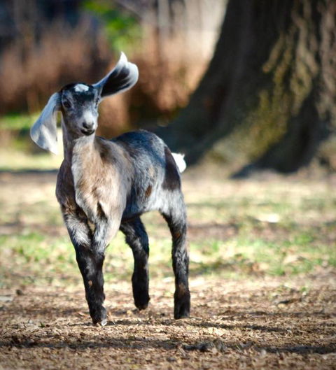 Alexandra Farmstay - Tourism Brisbane 3