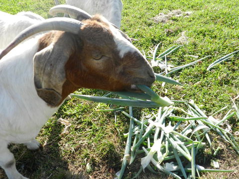 Hay Point Country BnB - Brisbane Tourism 15
