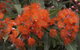 Ficifolia Lodge - thumb 26
