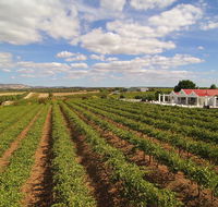 1837 Barossa Luxury Vineyard Cottages - Tourism Brisbane